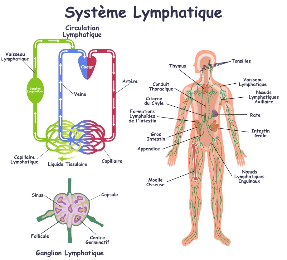Comment Les Cellules Na ves Circulent Elles Entre Le Sang Et Le Syst me Comment Les Cellules Na ves Circulent Elles Entre Le Sang Et Le Syst me
